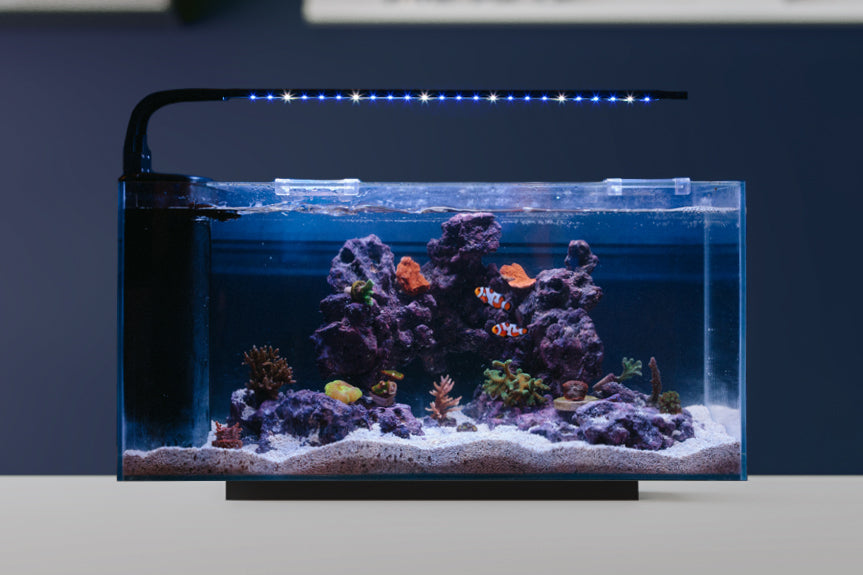 JBJ RL-10-FPP 10G Flat Panel Peninsula Aquarium – Modern Rimless Nano Tank with 9W Lyra LED for Freshwater & Shrimp Habitats