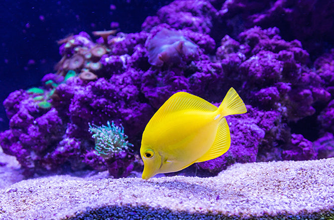 JBJ MT-NG4 Nano Glo 4W LED Refugium Light – Compact Spectrum Lighting for Healthy Macroalgae Growth